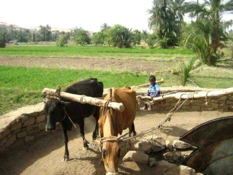 Eskale, Nubian Waterwheel