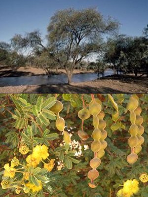 Acacia Nilotica